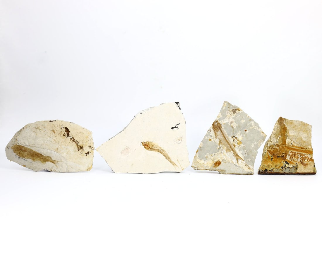 Eocene Epoch Genuine Fossil Fish Specimen, 56th-34th Century BC (1 of 2)