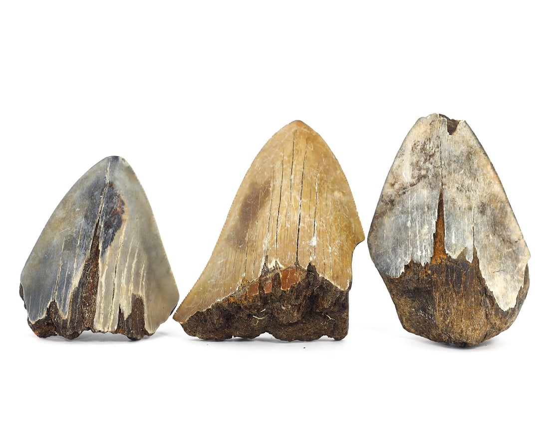 Authentic Megalodon Teeth Set, Prehistoric Era: Presented is a collection of three authentic Megalodon teeth, biggest measuring around 7 x 4.5 cm (1.97 x 1.77 inches). These relics, from one of the ocean's most formidable prehistoric predators, the