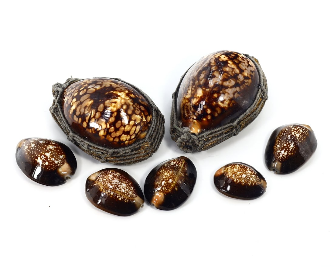 Set of Seven Cowrie Seashells, 20th Century: Measuring up to 7 x 5 cm (2.76 x 1.97 inches) in dimension, this collection comprises seven cowrie seashells. These specimens showcase the natural beauty and intricate patterns that have made cowrie s