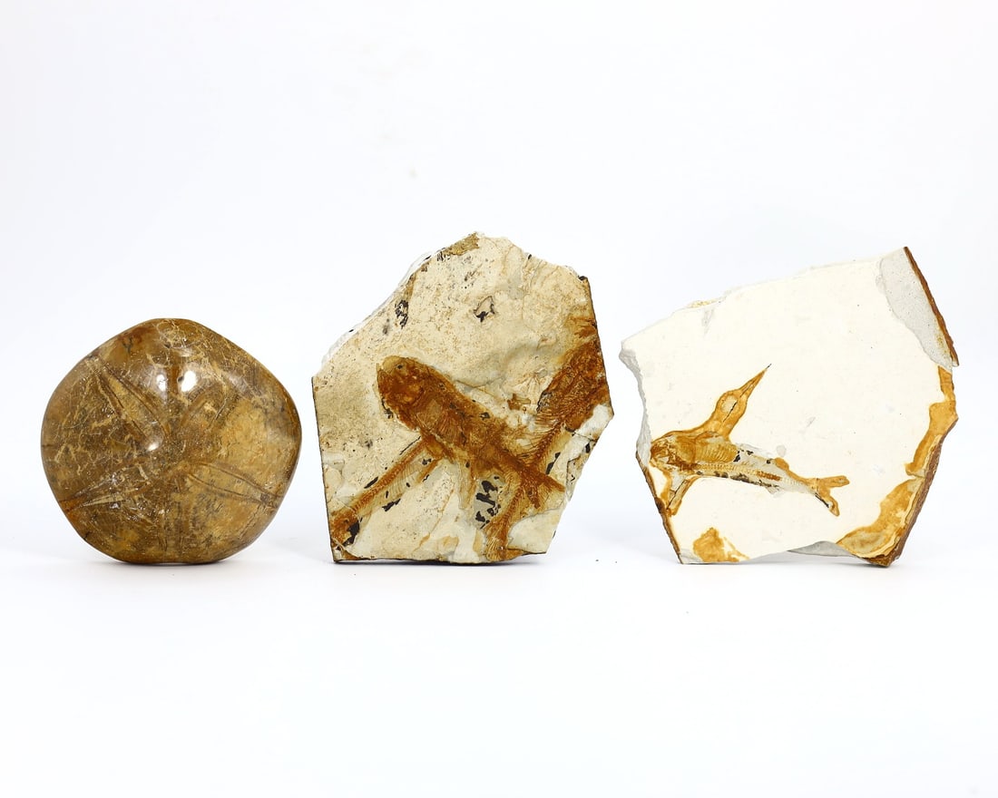 Eocene Epoch Genuine Fossil Fish Specimen, 56th-34th Century BC (1 of 2)