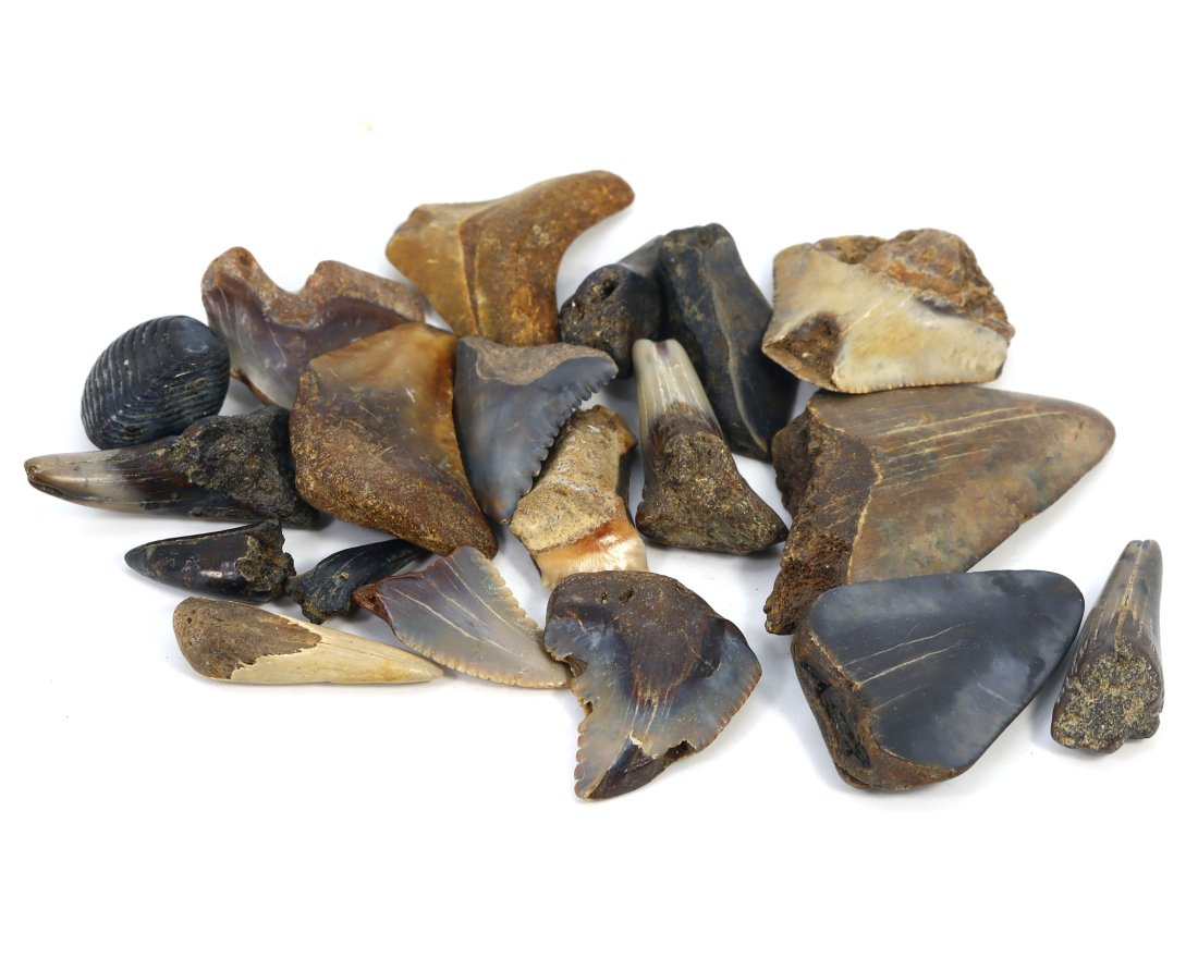Megalodon Teeth and Fossilized Shark Bone Collection, 23-2.6 Million Years Ago: Features an impressive collection of ancient megalodon teeth and shark bone fossils, with the largest tooth measuring an impressive 41x31x8 cm, showcasing the grandeur of the prehistoric seas. These r