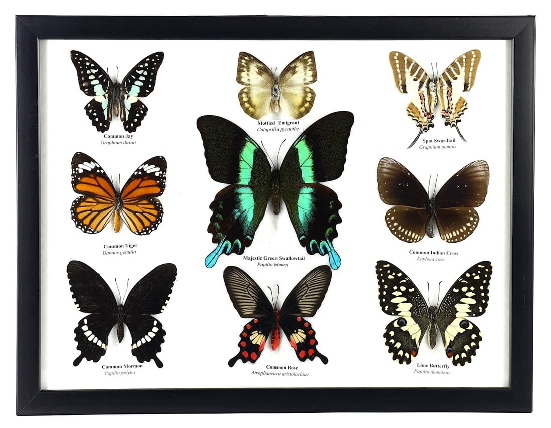 Thai Artisan's Diverse Butterfly Taxidermy Collection, 21st Century: This collection, presented in a 33x25 cm (12.99x9.84 inches) wooden frame, features nine exquisitely preserved butterfly specimens. Crafted by a Thai artist in the 21st century, the collection include