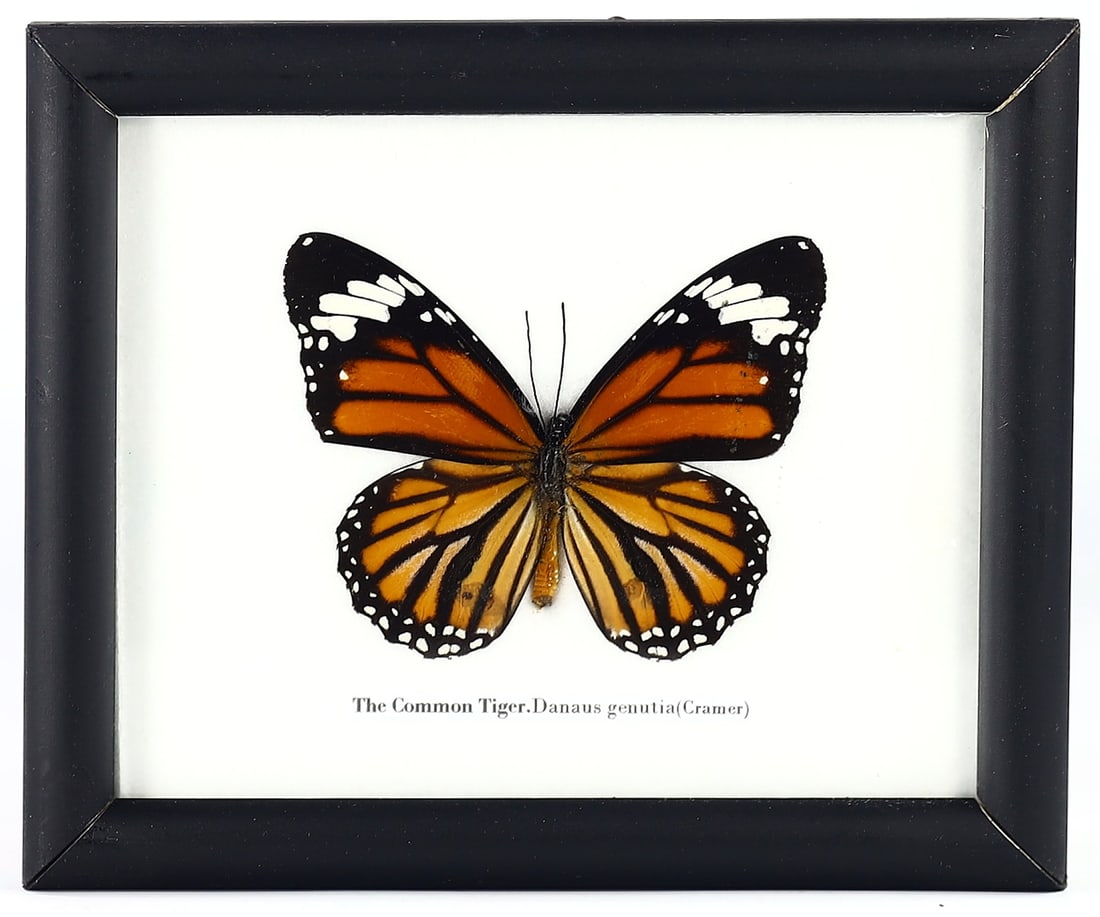 Thai Artisan's Preserved Common Tiger Butterfly, 21st Century: A vibrant piece from the 21st century, this Thai artist's creation features the preserved Common Tiger Butterfly (Danaus genutia), elegantly framed in a 15x12 cm (5.91x4.72 inches) wooden showcase. Th