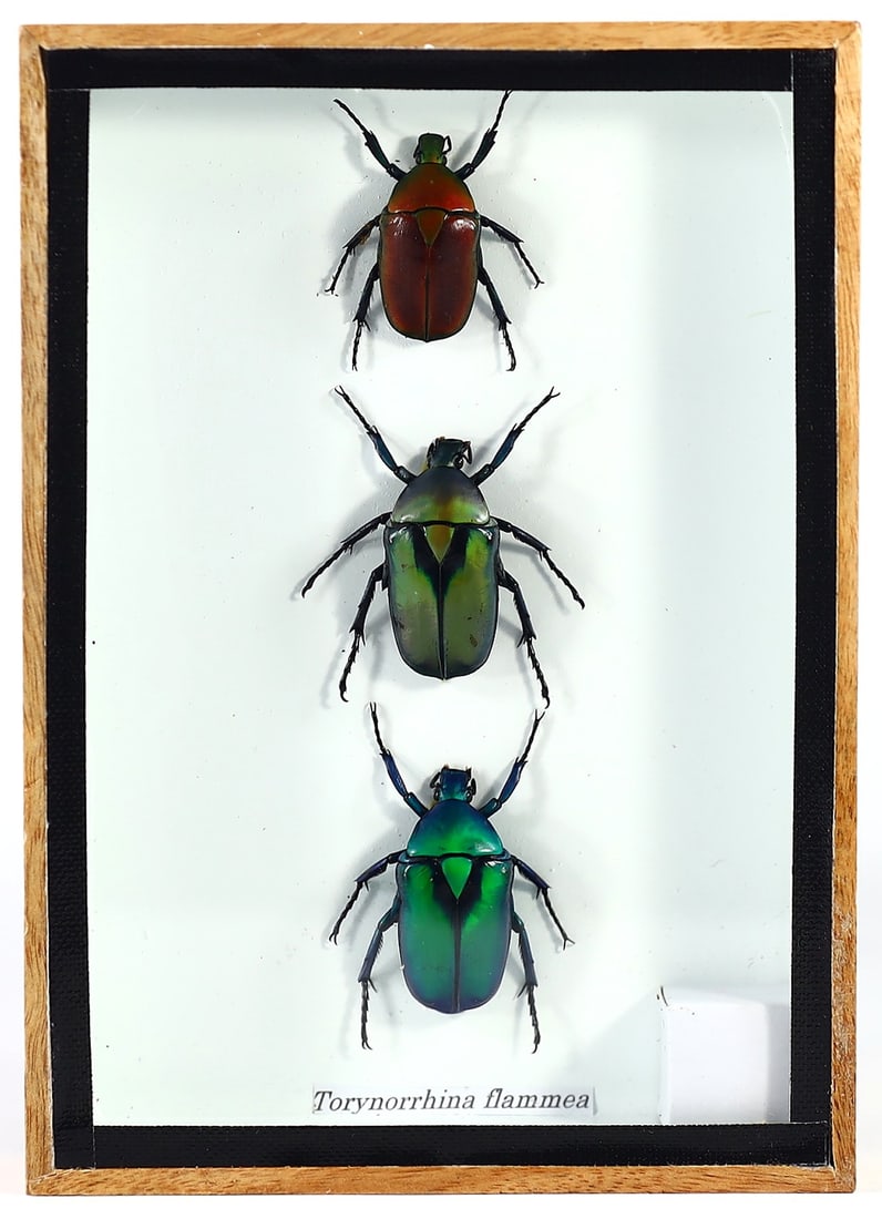 Thai Torynorhina Beetle Specimens, 21st Century: This lot features a trio of Torynorhina beetles, elegantly presented in an 18x12 cm (approximately 7.09x4.72 inches) wooden frame, originating from Thailand. These specimens represent the rich biodive