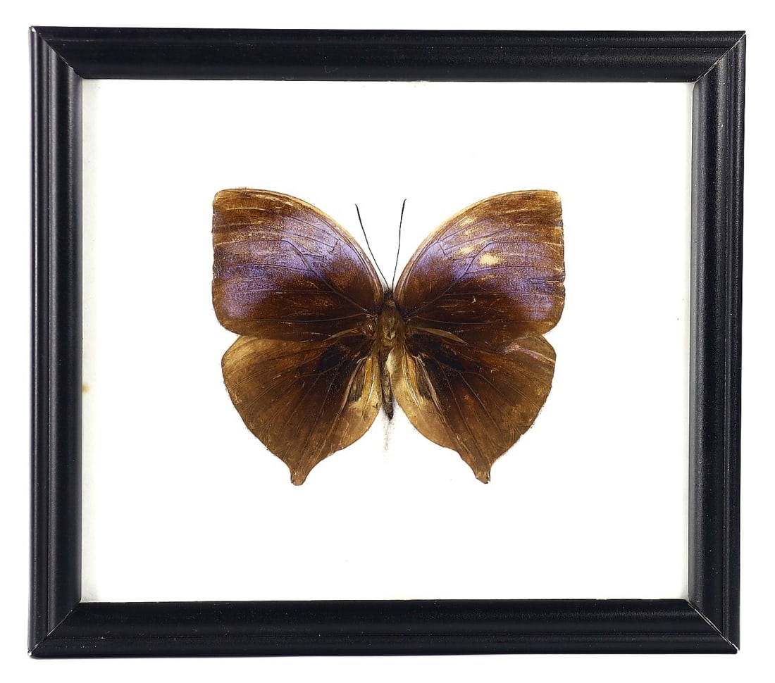 Chocolate Pansy Butterfly Specimen, 21st Century: Contained within a 20x17cm (approximately 7.87x6.69 inches) frame, this Chocolate Pansy butterfly is a remarkable specimen of a contemporary Thai artist's preservation work. Its rich brown wings, ador