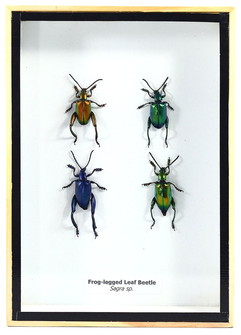 Thai Taxidermy of Frog-legged Leaf Beetles, 21st Century: This 21st-century artistic preserved taxidermy framework, originating from Thailand, presents a striking quartet of Frog-legged Leaf Beetles (Sagra sp.). The artist has skillfully preserved these beet