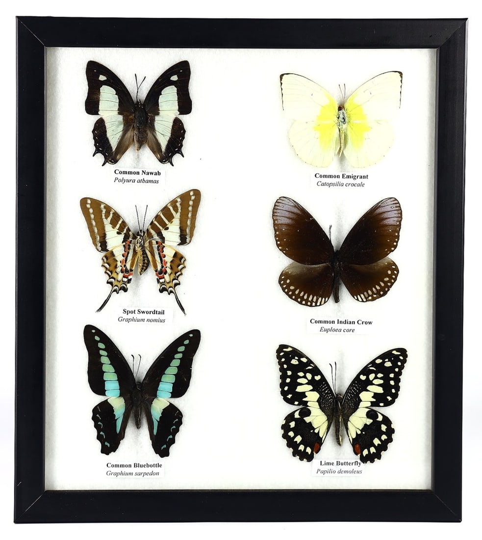 Thai Artist-Created Butterfly Taxidermy Framework, 21st Century: This exquisite collection is a testament to the beauty of nature, meticulously preserved by a Thai artist in the 21st century. The wooden framework, measuring 25x22cm (approximately 9.8x8.7 inches), s