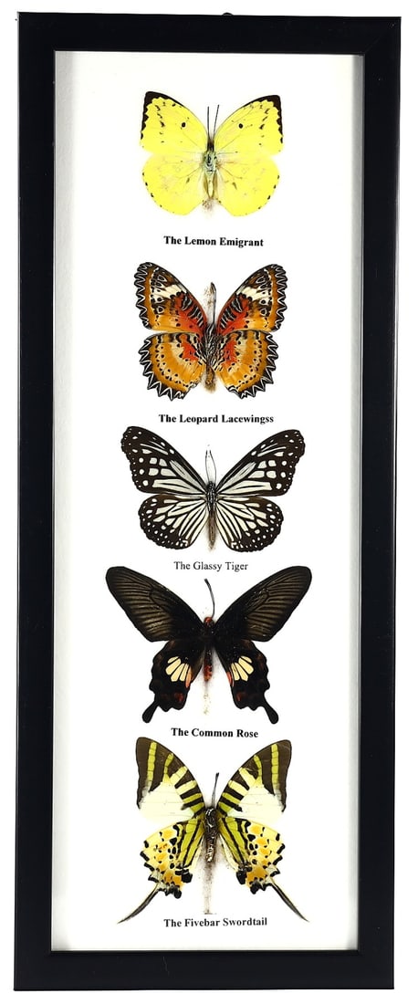 Lepidopteran Elegance, 21st Century: This contemporary collection from a Thai artist is enclosed in a 38x15cm (approximately 14.96x5.91 inches) frame, featuring the Lemon Emigrant, Leopard Lacewing, Glassy Tiger, Common Rose, and Fivebar