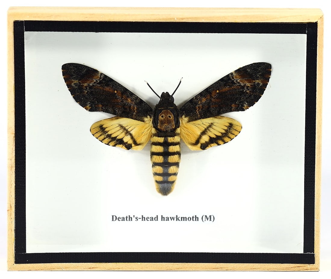 Thai-Crafted Death's-head Hawkmoth Taxidermy, 21st Century: Presenting a single specimen of the iconic Death's-head Hawkmoth (Acherontia sp.), this piece of taxidermy is the work of a Thai artist from the 21st century. Enclosed within a wooden frame, the dimen