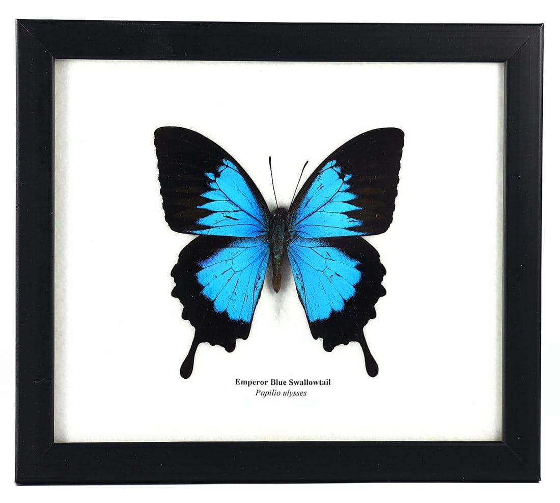 Emperor Blue Swallowtail Butterfly Specimen, 21st Century (1 of 1)