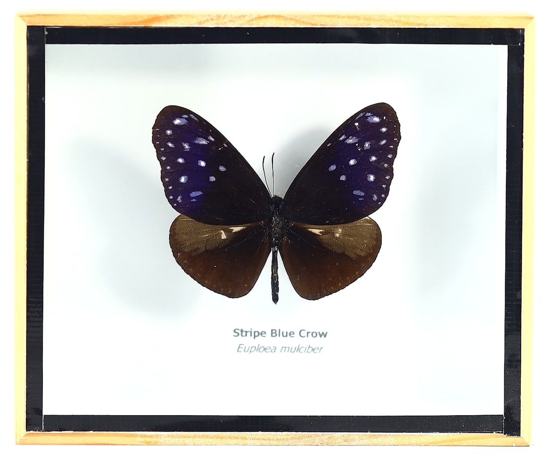 Thai Artisan's Euploea Mulciber Taxidermy, 21st Century (1 of 1)