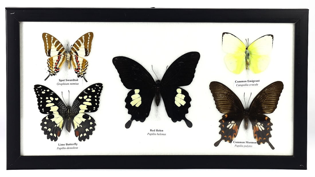 Framed Butterfly Collection by Thai Artist, 21st Century (1 of 1)