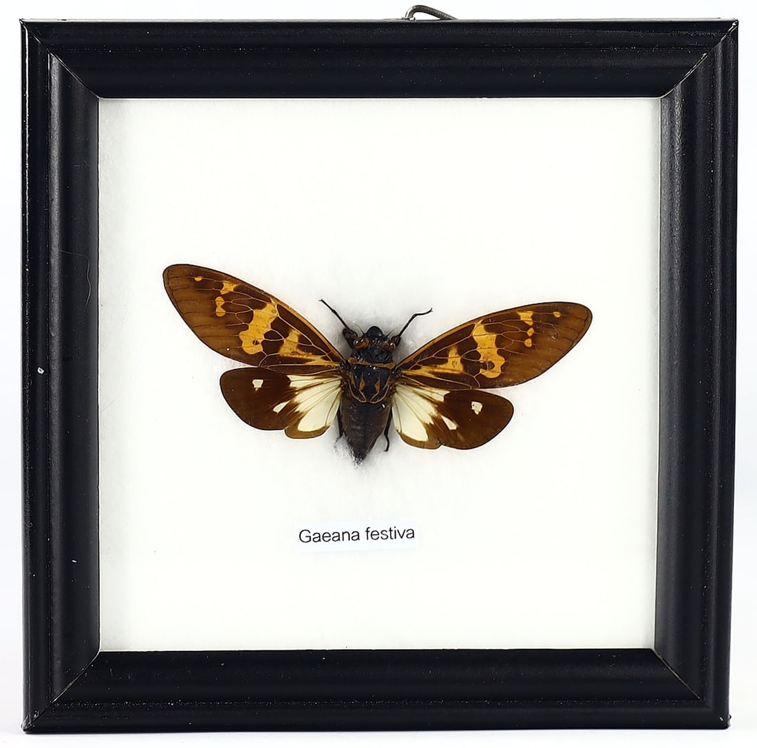 Preserved Gaean Festiva Butterfly,, Thai Artistry, 21st Century: This lot presents a singular Gaean festiva, an exquisite specimen of Lepidoptera, meticulously preserved within a 12x12cm (approximately 4.72x4.72 inches) wooden frame. Originating from Thailand, this