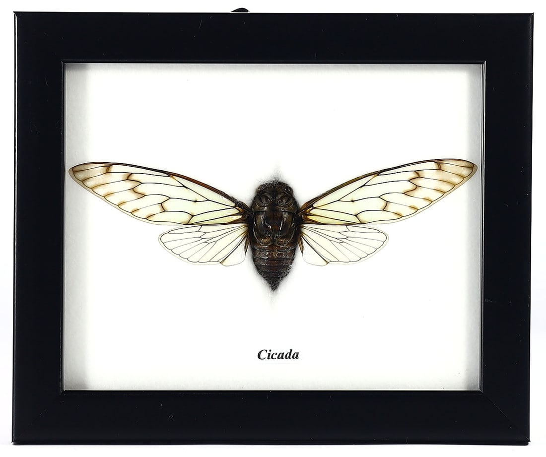 Thai Preserved Cicada Specimen, 21st Century: Featured here is a preserved cicada, an artistic specimen of entomological taxidermy crafted by a Thai artist in the 21st century. The piece, with dimensions of 12x12 cm (approximately 4.72x4.72 inche