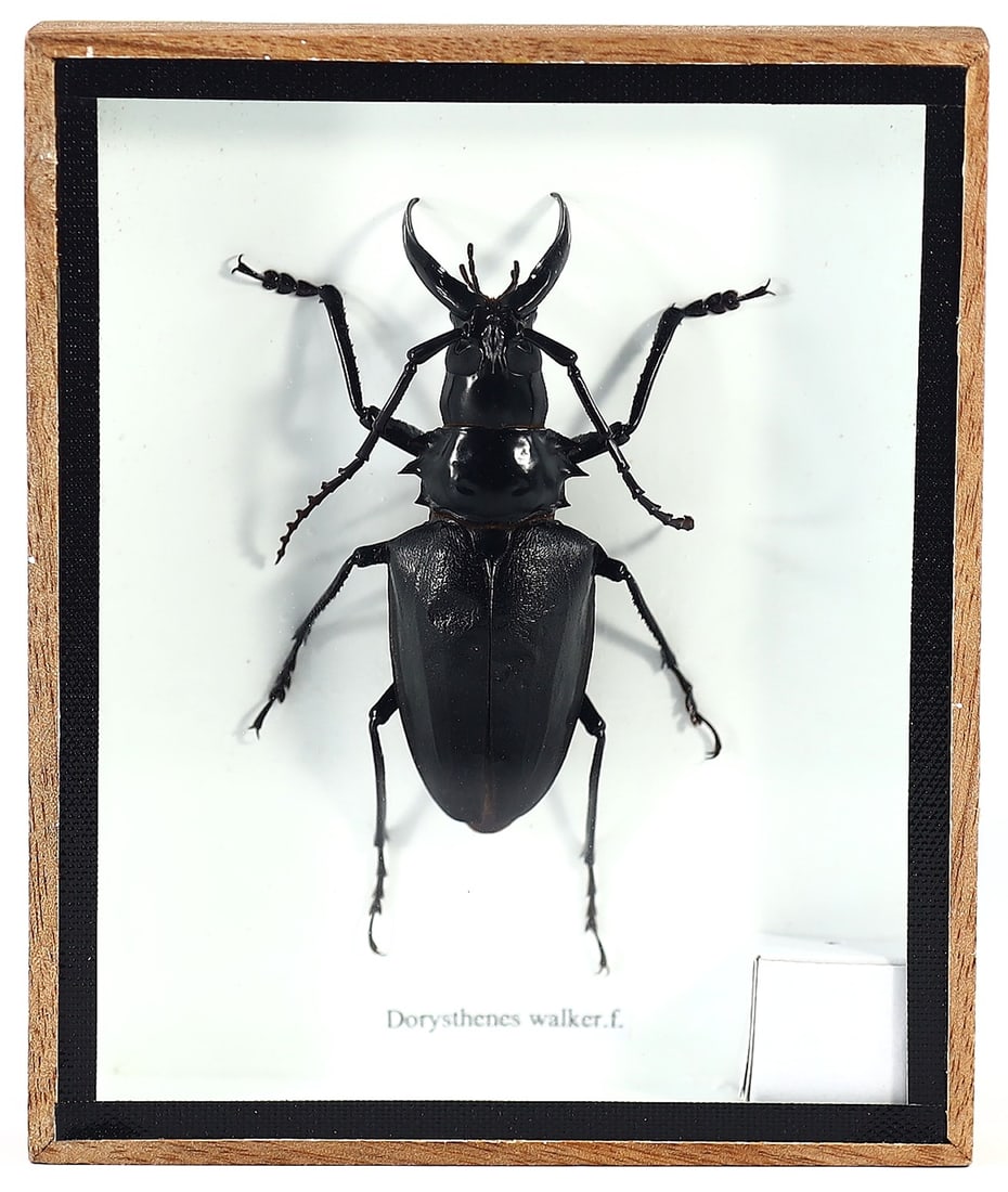 Thai Artisan's Dorysthenes Walkeri Taxidermy, 21st Century: This taxidermy, encased in a 15x12 cm (5.9x4.7 inches) wooden frame, features the Dorysthenes Walkeri, a formidable beetle known for its elongated body and prominent mandibles. The Thai artist of the 
