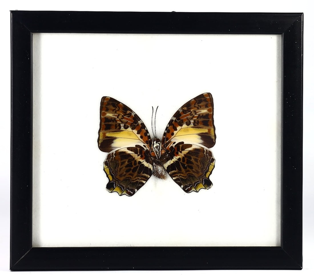 Leafwing Butterfly Specimen, 21st Century: Enclosed in a 20x17cm (approximately 7.87x6.69 inches) wooden frame, this leafwing butterfly from the Charaxinae subfamily is a fine example of taxidermy artistry from the 21st century by a Thai artis