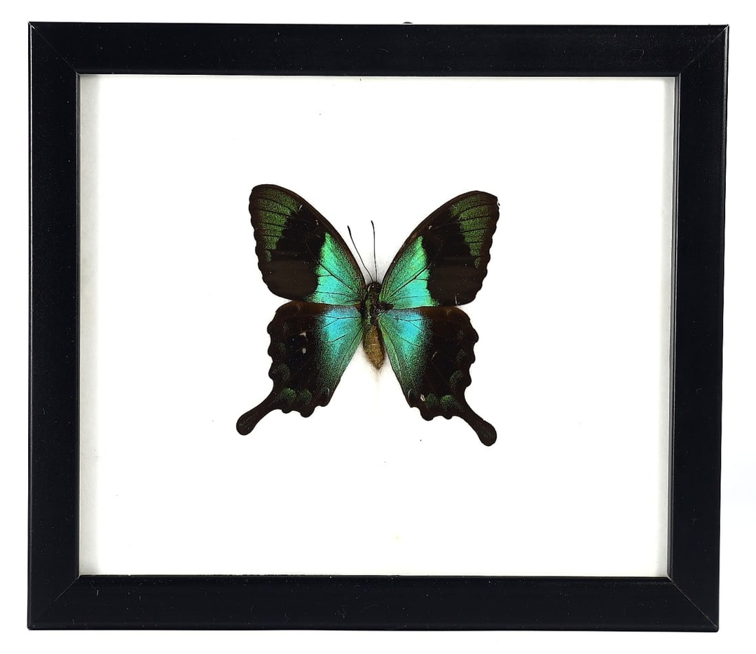 merald Swallowtail Butterfly Specimen, 21st Century: Encased in a 20x17cm (approximately 7.87x6.69 inches) wooden frame, this preserved specimen of the Emerald Swallowtail, or Papilio palinurus, is a testament to the 21st-century Thai artist's skill in 