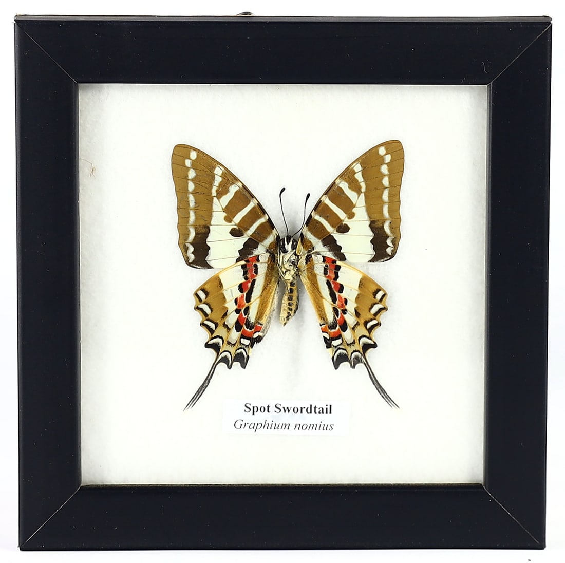 Spot Swordtail Butterfly Exhibit, Thai Artisan Craft, 21st Century (1 of 1)