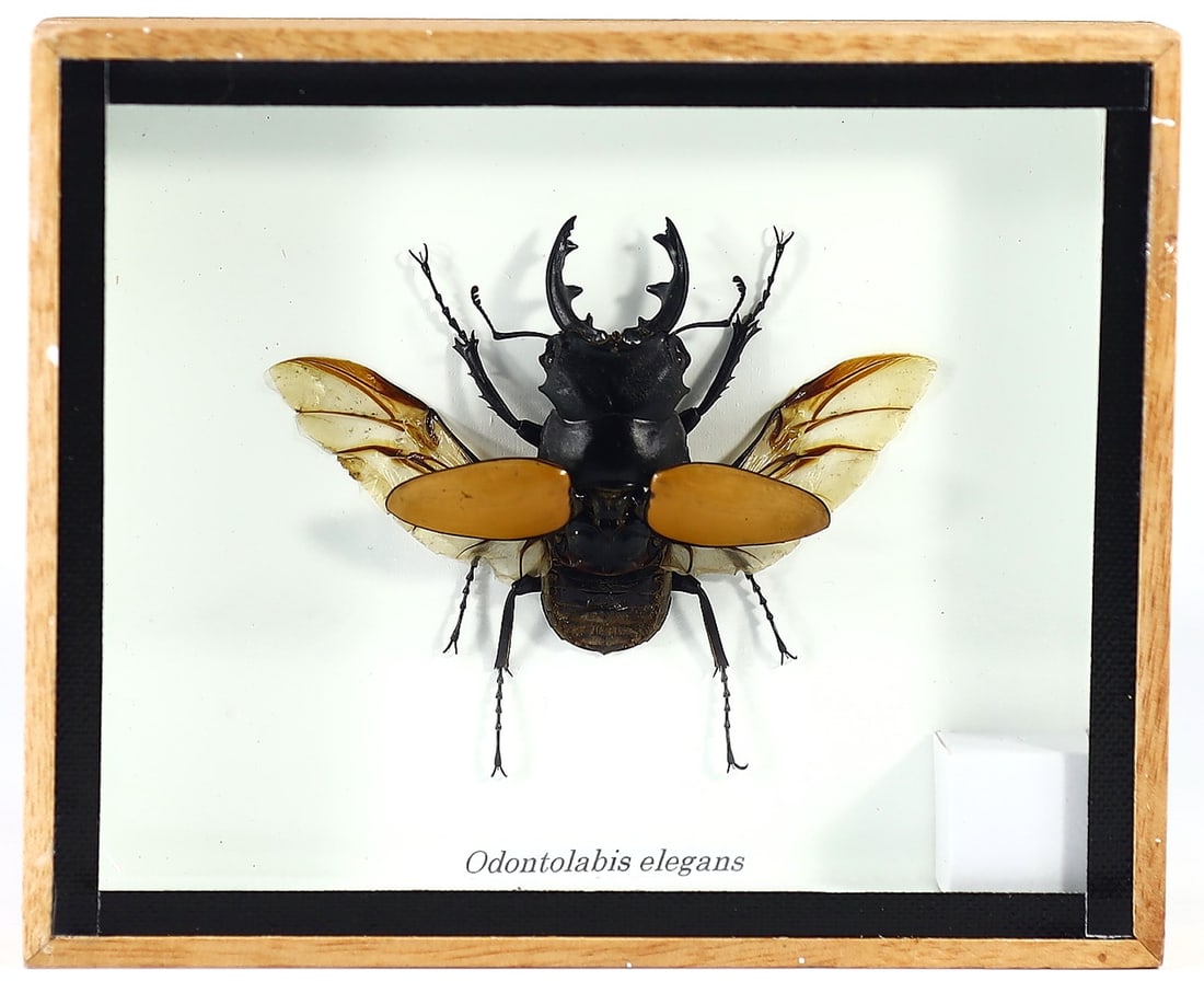 Thai Artisan's Odontolabis Elegans Taxidermy, 21st Century: Housed within a 15x13 cm (5.9x5.1 inches) wooden frame is a finely preserved specimen of Odontolabis Elegans, a species revered for its pronounced mandibles and majestic wing span. A Thai artist has, 