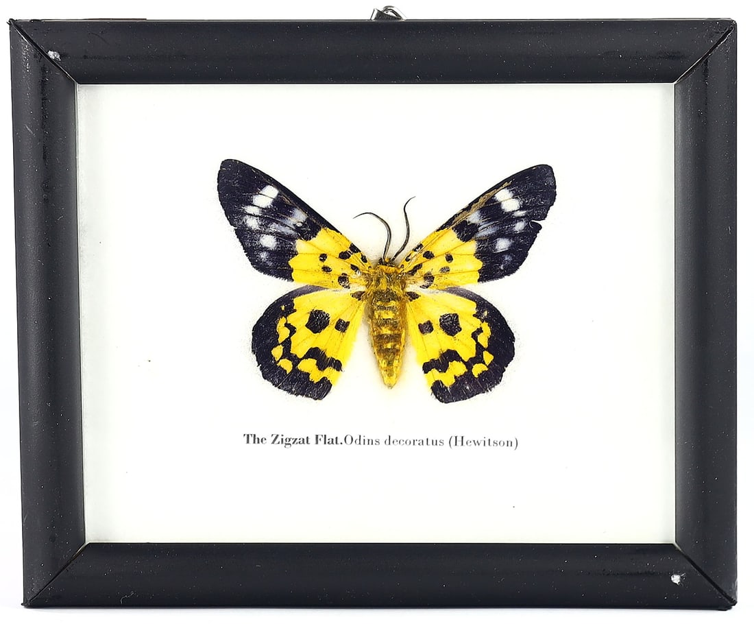 Zigzag Flat Butterfly Specimen, Thai Artistry, 21st Century: This lot features an artistically preserved specimen of the Zigzag Flat (Odina decoratus), a butterfly known for its distinctive yellow and black patterned wings. The specimen is encased in a 15 x 12 
