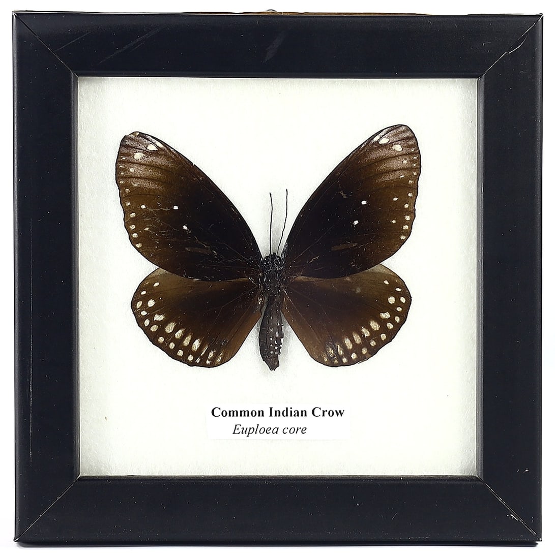 Common Indian Crow Butterfly, Thai Preservation, 21st Century (1 of 1)