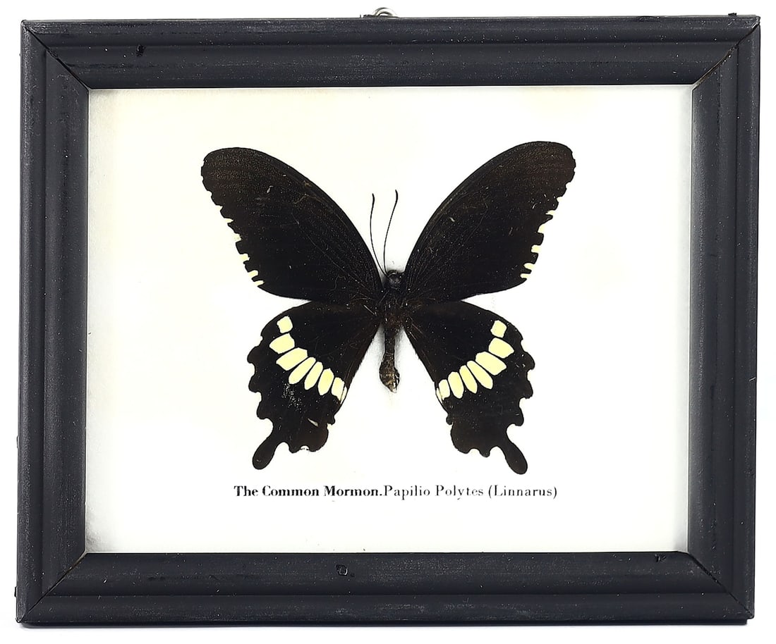 Preserved Common Mormon Butterfly, Thai Artistry, 21st Century: We present a sophisticatedly preserved specimen of the Common Mormon (Papilio polytes), a species renowned for its mimicry and widespread presence across Asia. The butterfly is skillfully mounted with