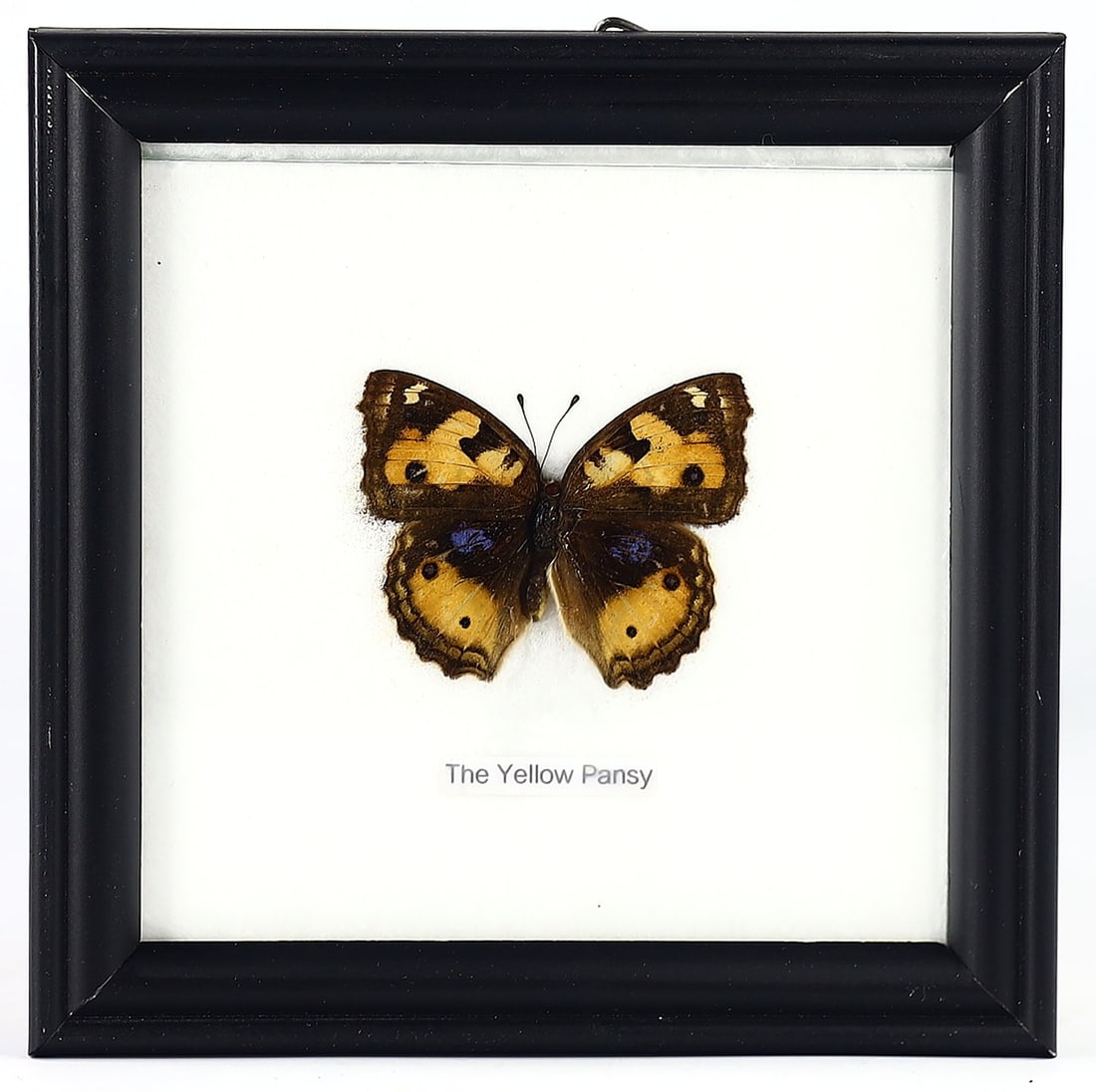 Preserved Yellow Pansy Butterfly, Thai Artistry, 21st Century: This lot presents a beautifully preserved Yellow Pansy Butterfly, an artistic creation by a Thai artist from the 21st century. Framed in a 12x12 cm or 4.72x4.72 inches wooden display, this taxidermy s