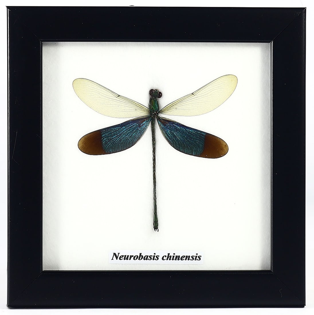 Thai Artisan's Neurobasis Chinensis Taxidermy, 21st Century (1 of 1)