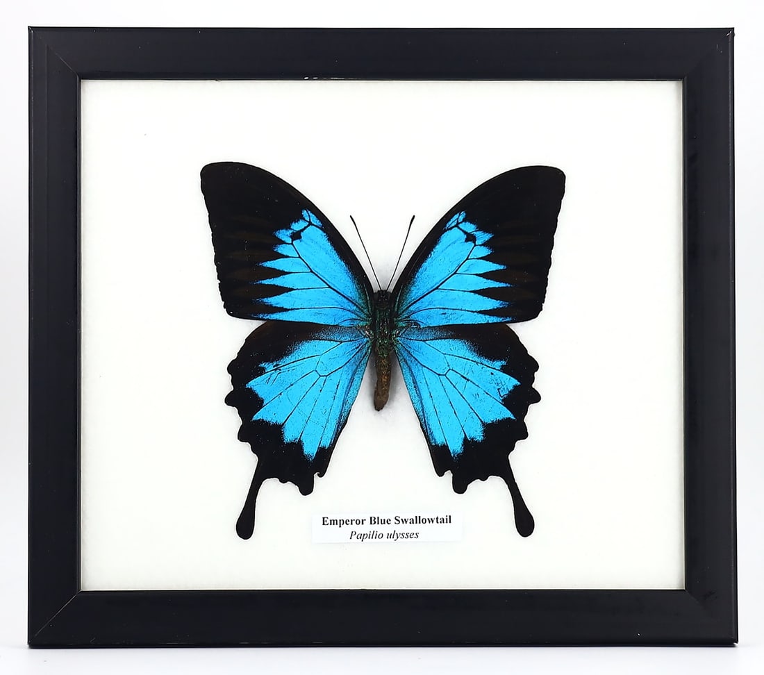 Emperor Blue Swallowtail Taxidermy, 21st Century (1 of 1)
