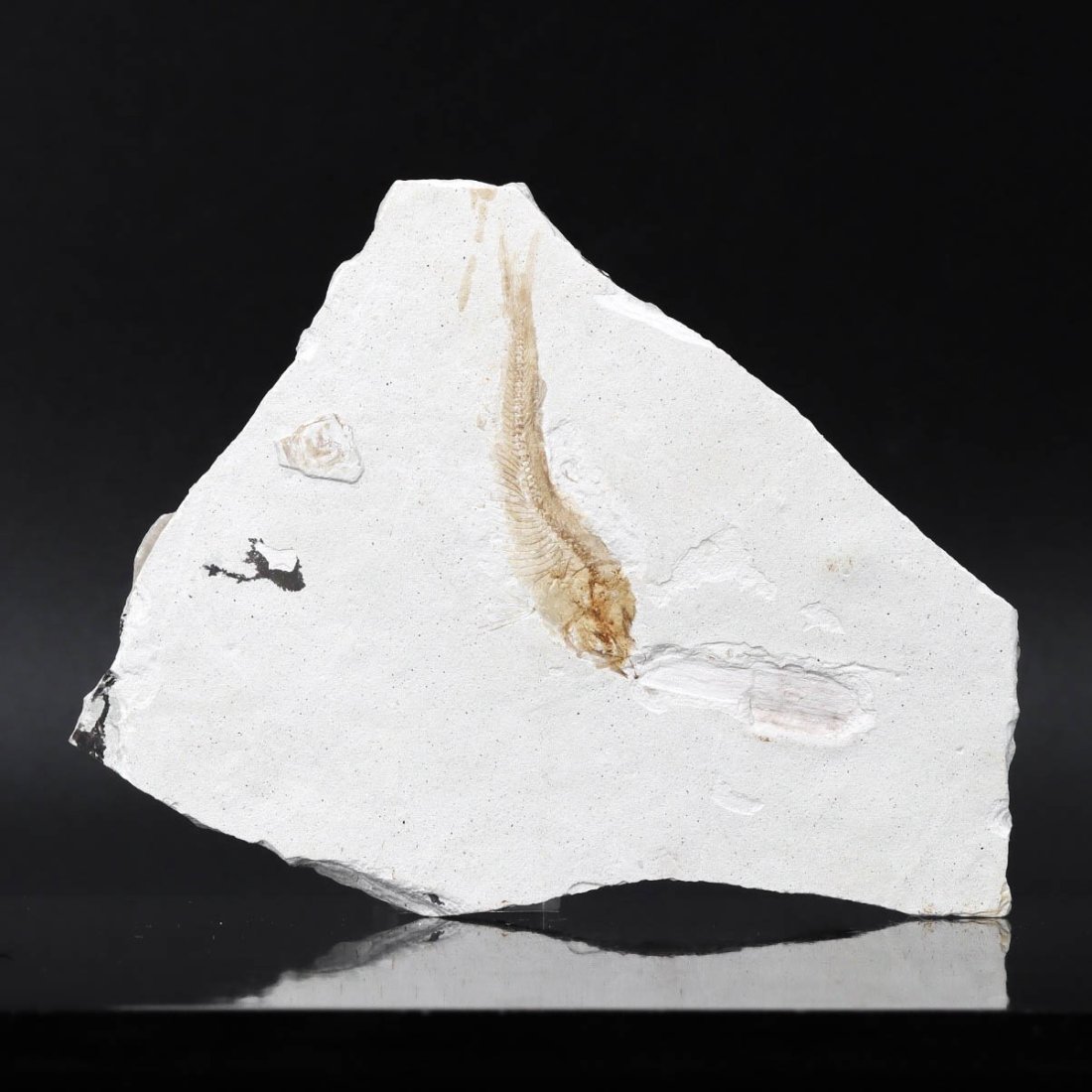 Prehistoric Lycoptera Fossil Fish Plate, Jurassic Period, 160 Million Years Ago (1 of 3)