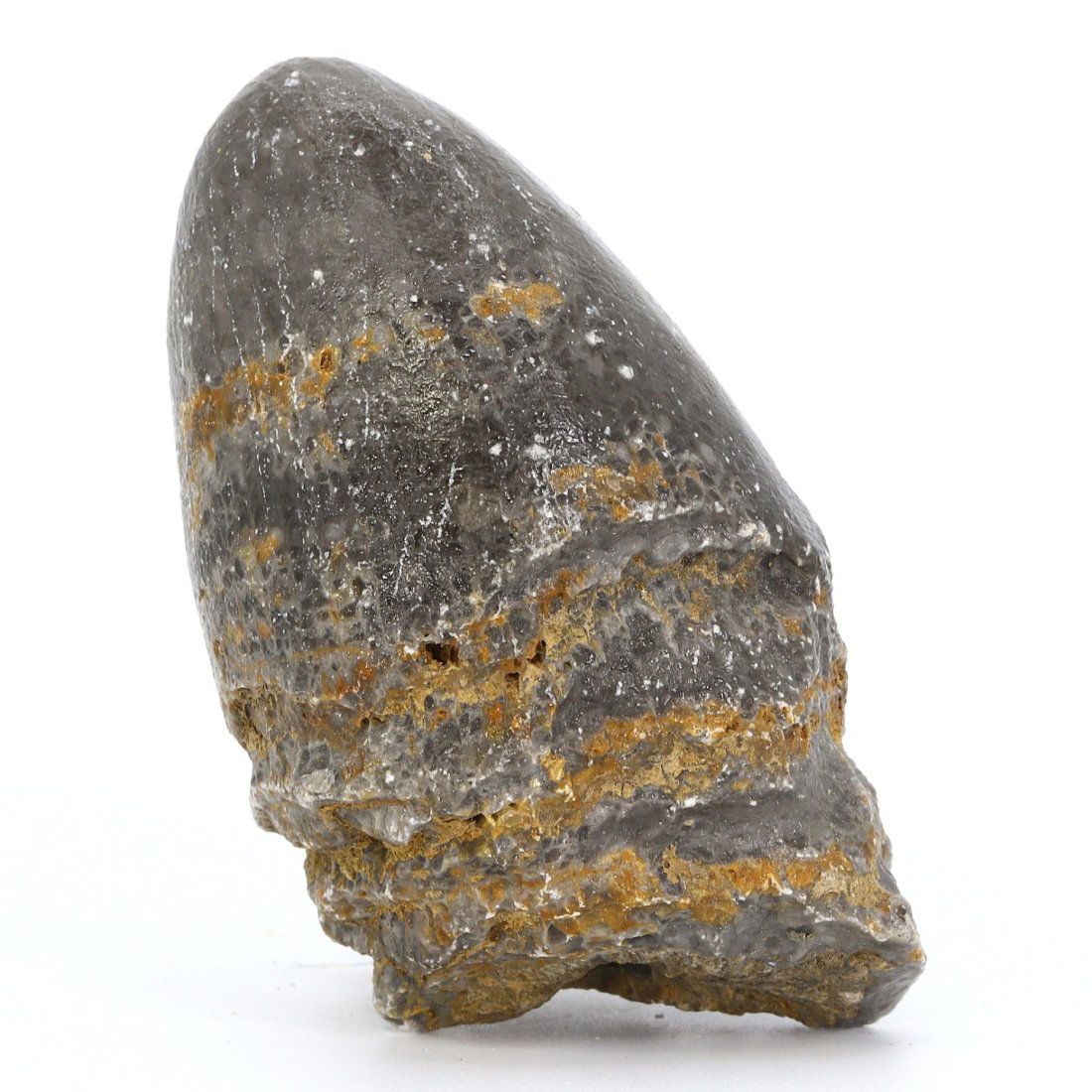 Prehistoric Rugose Coral Fossil, Devonian Period, c. 419-359 million years ago: This prehistoric rugose coral fossil is a tangible connection to the Devonian period, an era known as the "Age of Fishes" due to the diversification of aquatic life. Rugose corals, such as this specim