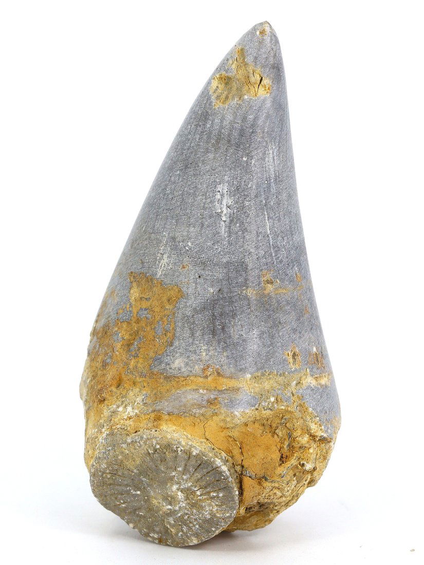 A Devonian Horn Coral Fossil, Circa 400-350 Million Years Old: This exquisite horn coral fossil originates from the Devonian period, making it between 400 to 350 million years old. At 7.5 cm in height, this specimen features a conical shape typical of the solitar