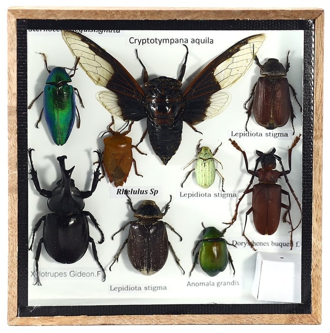 Thai Artist's 21st-Century Preserved Insect Taxidermy Collection: Presenting a fascinating Thai artist's taxidermy insect display from the 21st century, meticulously encased within a 15x15 cm (5.91x5.91 inches) wooden frame. This compact collection comprises 9 well-