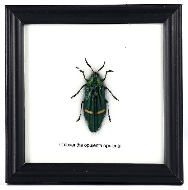 Jewel Beetle Specimen, Catocantha opulenta opulenta, 21st Century: This exquisite piece is a prime example of 21st-century artistic preservation, featuring a single specimen of the Catocantha opulenta opulenta. Measuring an elegant 12x12 cm (4.72x4.72 inches), the je