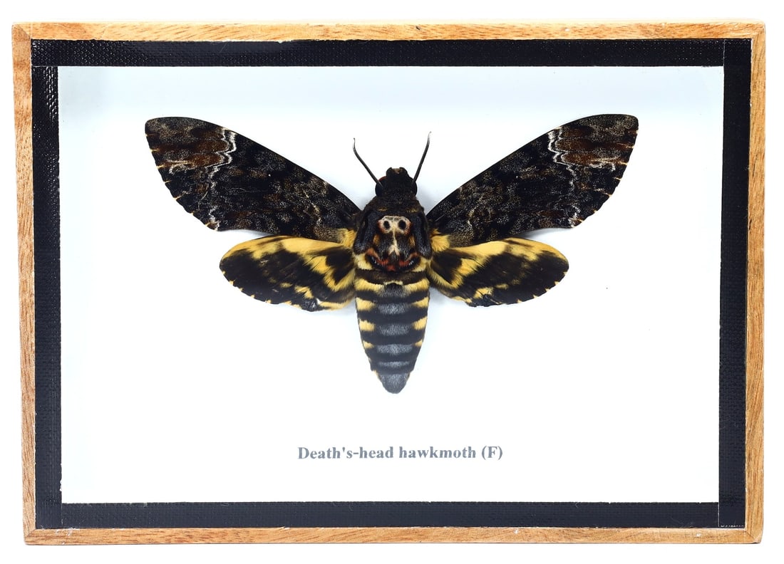 Thai Artist's 21st-Century Death's-Head Hawkmoth Taxidermy: Encased within a 17x12cm (6.7x4.7 inches) wooden frame is a singular specimen of the Death's-head Hawkmoth, an artistic preserved taxidermy by a Thai artist from the 21st century. This moth is disting