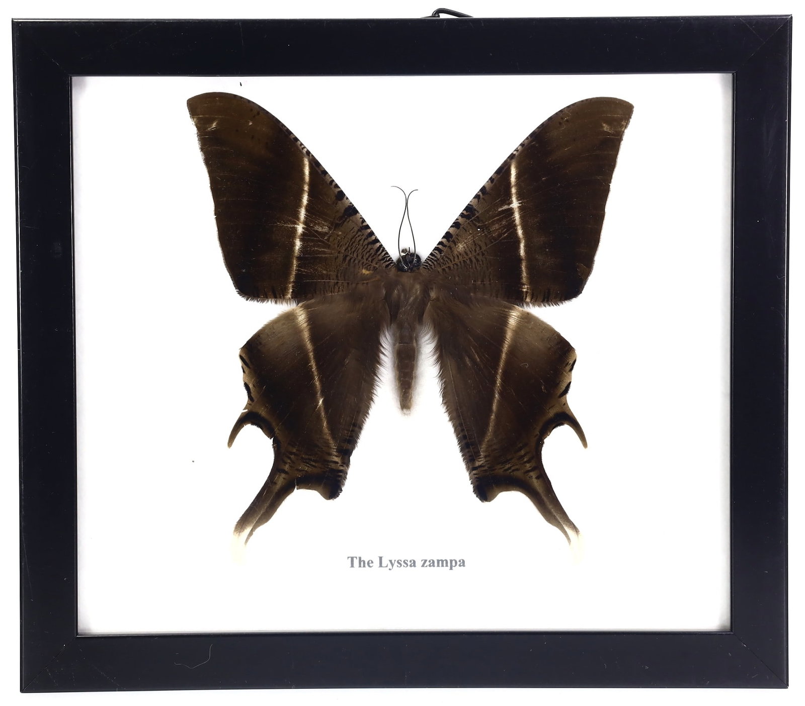 Lyssa Zampa Butterfly Taxidermy, 21st Century: Presented in a 20x17cm (7.9x6.7 inches) wooden frame, this artistic preserved taxidermy work features a solitary Lyssa zampa butterfly, expertly crafted by a Thai artist of the 21st century. The Lyssa