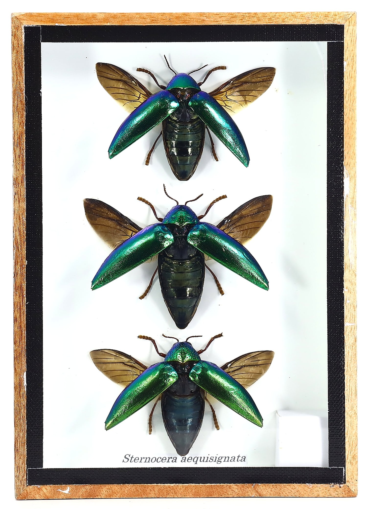 Triad of Sternocera Aequisignata Beetles, 21st Century: This display features a trio of Sternocera aequisignata, also known as Buprestid beetles, arranged artistically within an 18x13cm (7.1x5.1 inches) wooden frame, a creation of a Thai artist from the 21