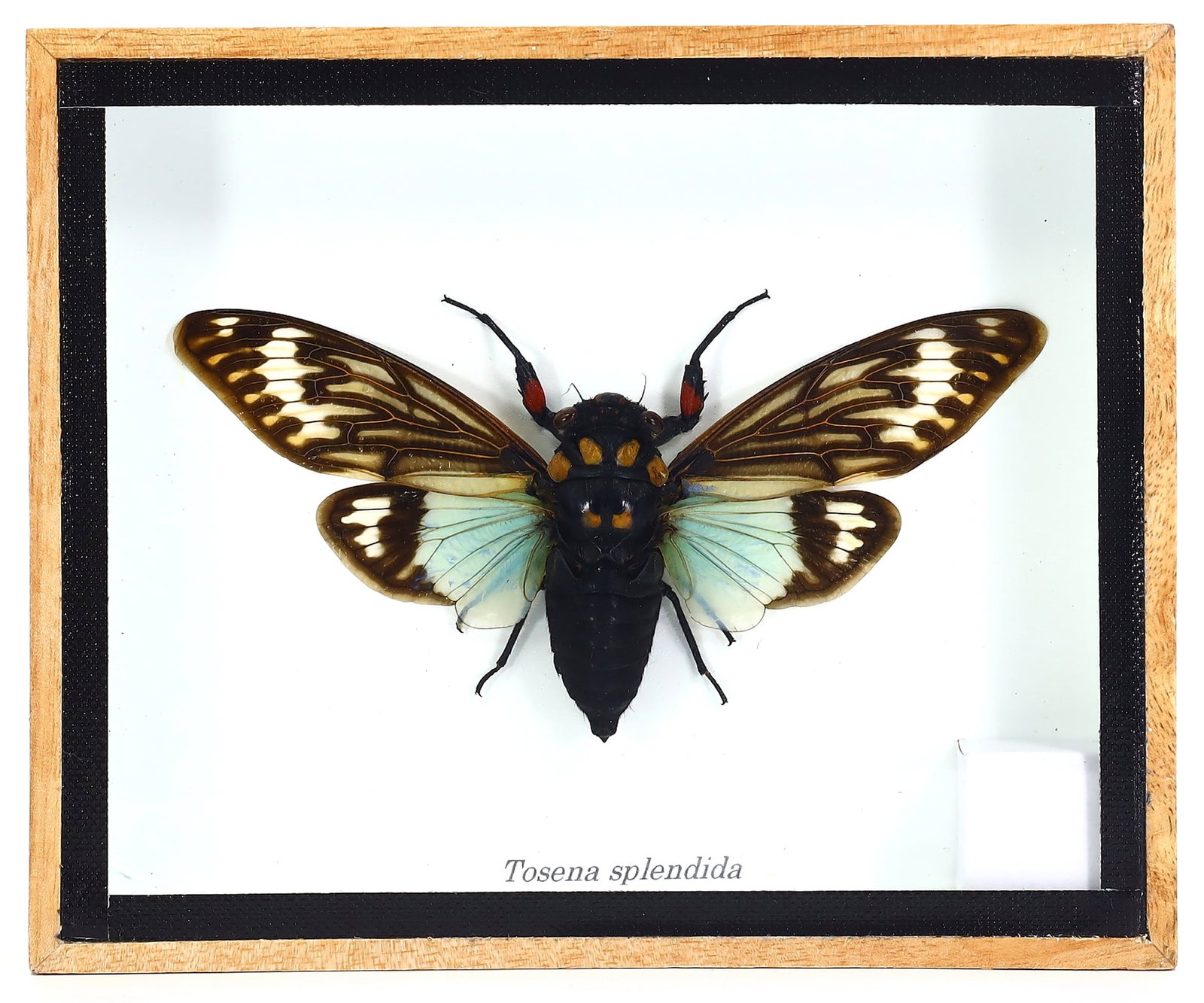 Tosena Splendida Cicada Taxidermy, 21st Century: Encased within a 15x12 cm (5.9x4.7 inches) wooden frame is a preserved Tosena Splendida, a cicada renowned for its striking wing pattern and vibrant colors. This piece, created by a Thai artist of the