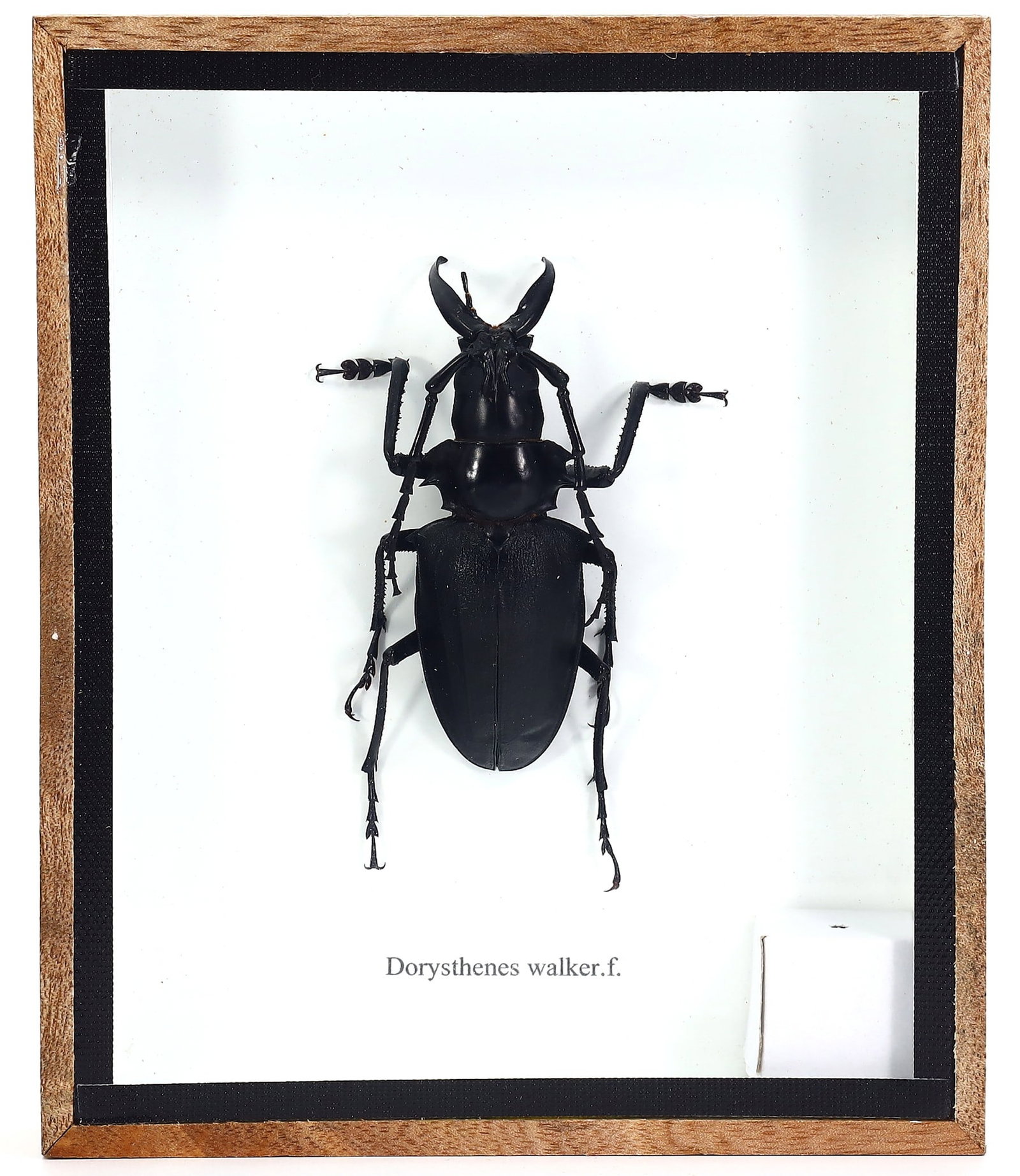 Dorysthenes Walker Beetle Taxidermy, 21st Century: Presenting a singularly preserved Dorysthenes Walker Beetle, this artistic taxidermy framework is a fine example of entomological artistry. Housed in a 15x12 cm (5.9x4.7 inches) wooden frame, this pie