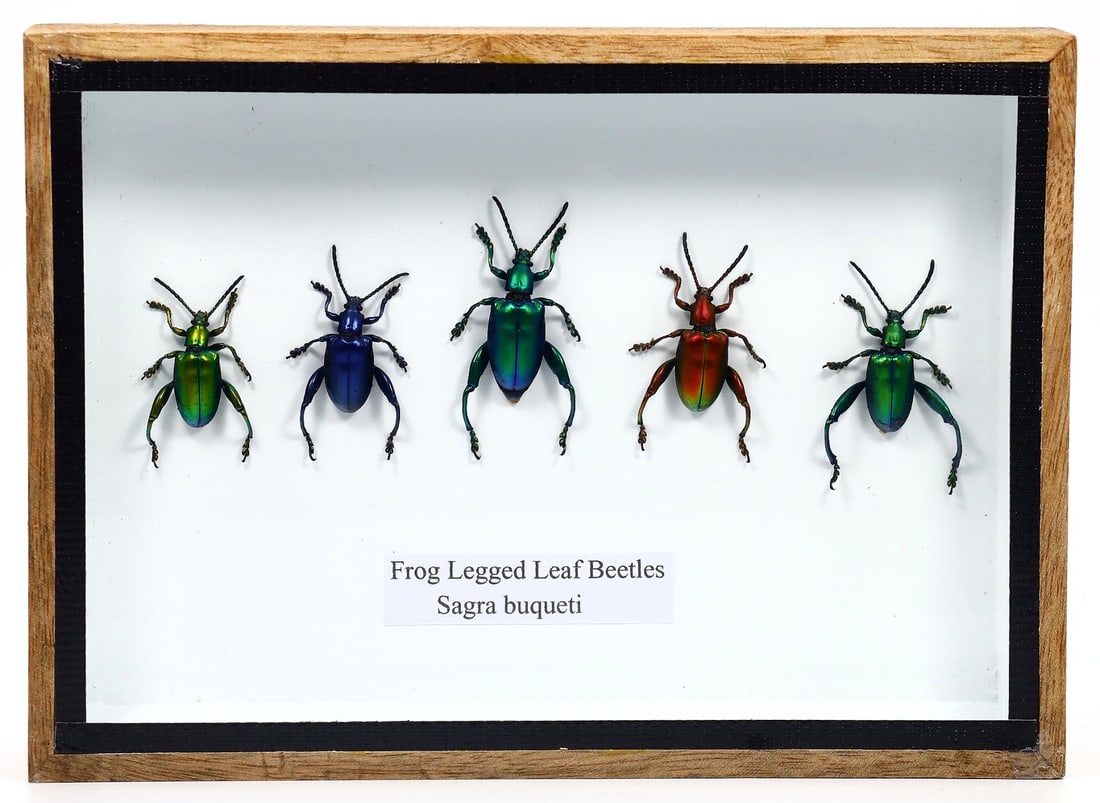 Sagra Buqueti, Frog Legged Leaf Beetles Taxidermy, 21st Century: Showcased in a 17x12 cm (6.7x4.7 inches) wooden frame is a vibrant ensemble of five Frog Legged Leaf Beetles, known as Sagra buqueti. This 21st-century artistic preservation by a Thai artist vividly c