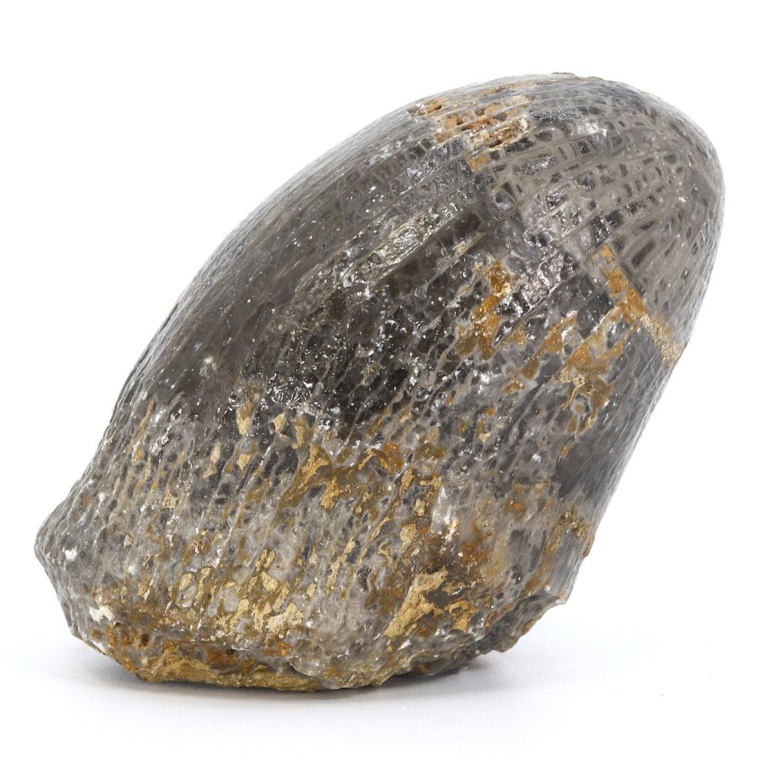 Prehistoric Rugose Coral Fossil, Devonian Period, c. 419-359 million years ago: Length: 6 cm (2.36 inches) Width: 4 cm (1.57 inches)