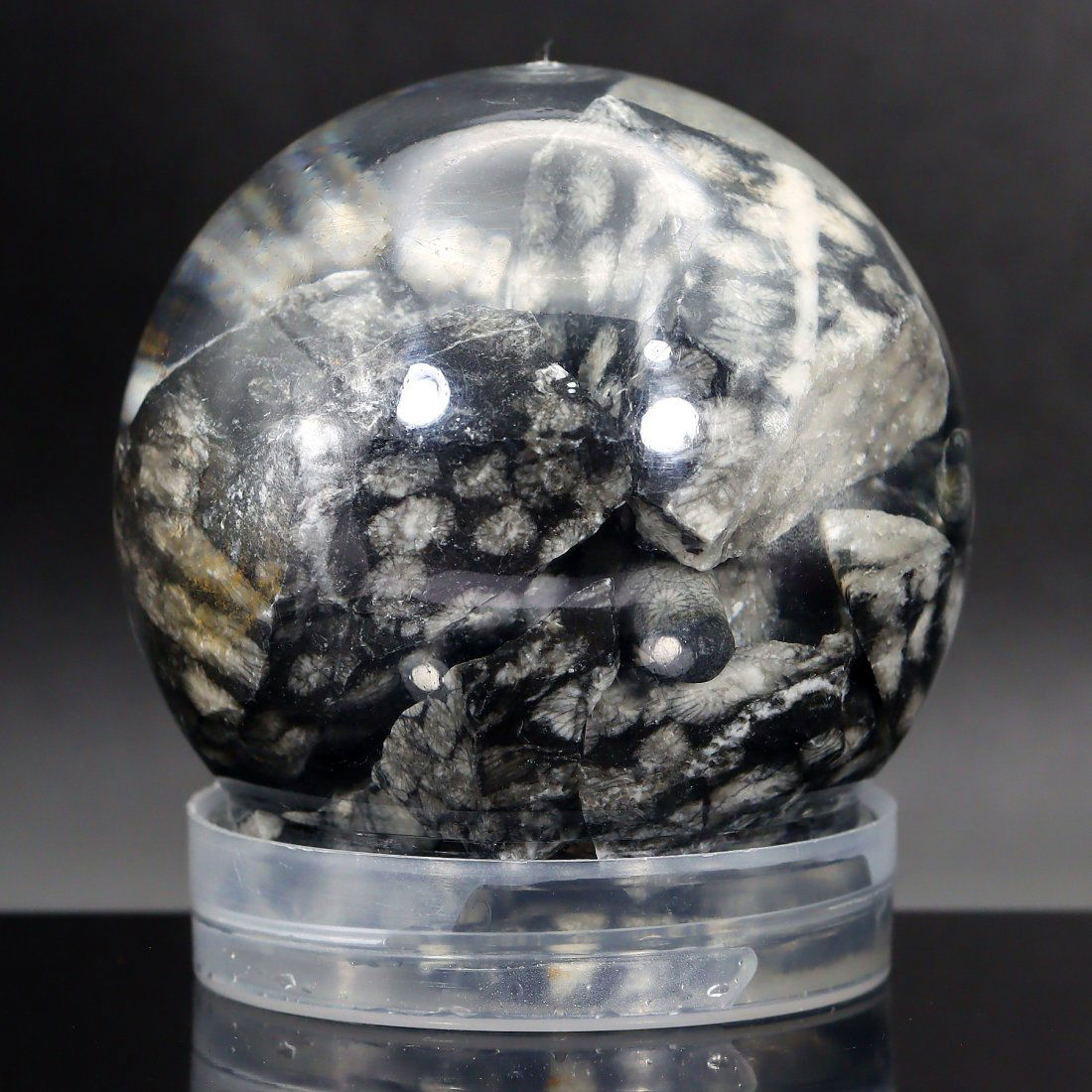 Exceptional Black Coral Fossil: A Testament to Prehistoric Marine Life: Dimension: 7 x 6.5 cmWeight: 295 gram