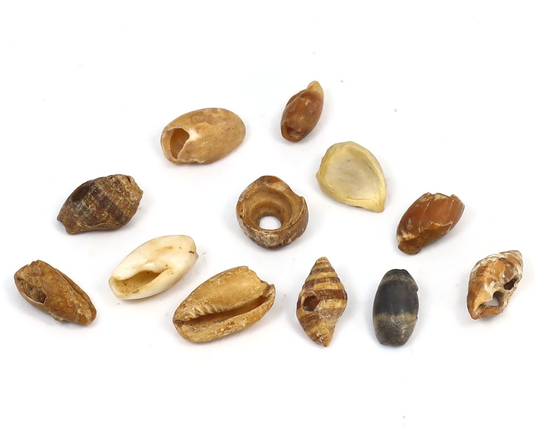 Group of Ancient Natufian Shell Beads, Eynan, Israel, c. 12,500-9,500 BCE (1 of 1)