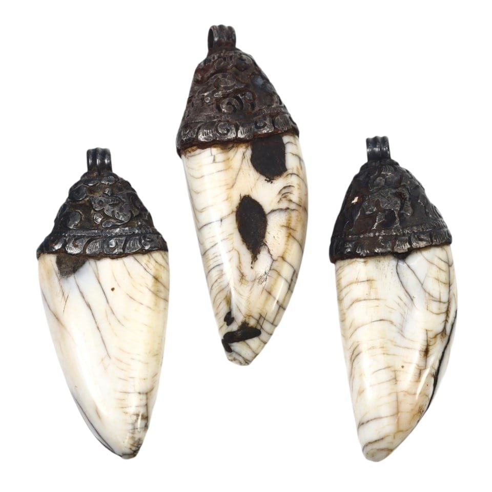 Lot of 3 Traditional Ethnic Tibetan Boar Tusk Amulet Locket Pendants: These Tibetan amulets are made from boar tusks capped with intricately carved silver. The craftsmanship and use of natural materials reflect the cultural and spiritual significance of such amulets in 