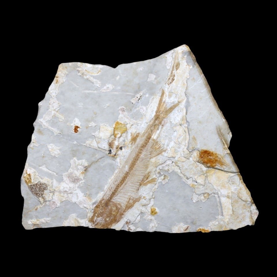 An Prehistoric Asian Fossil Fish Fossil on Stone Plaque, c. 100 million years ago (1 of 2)