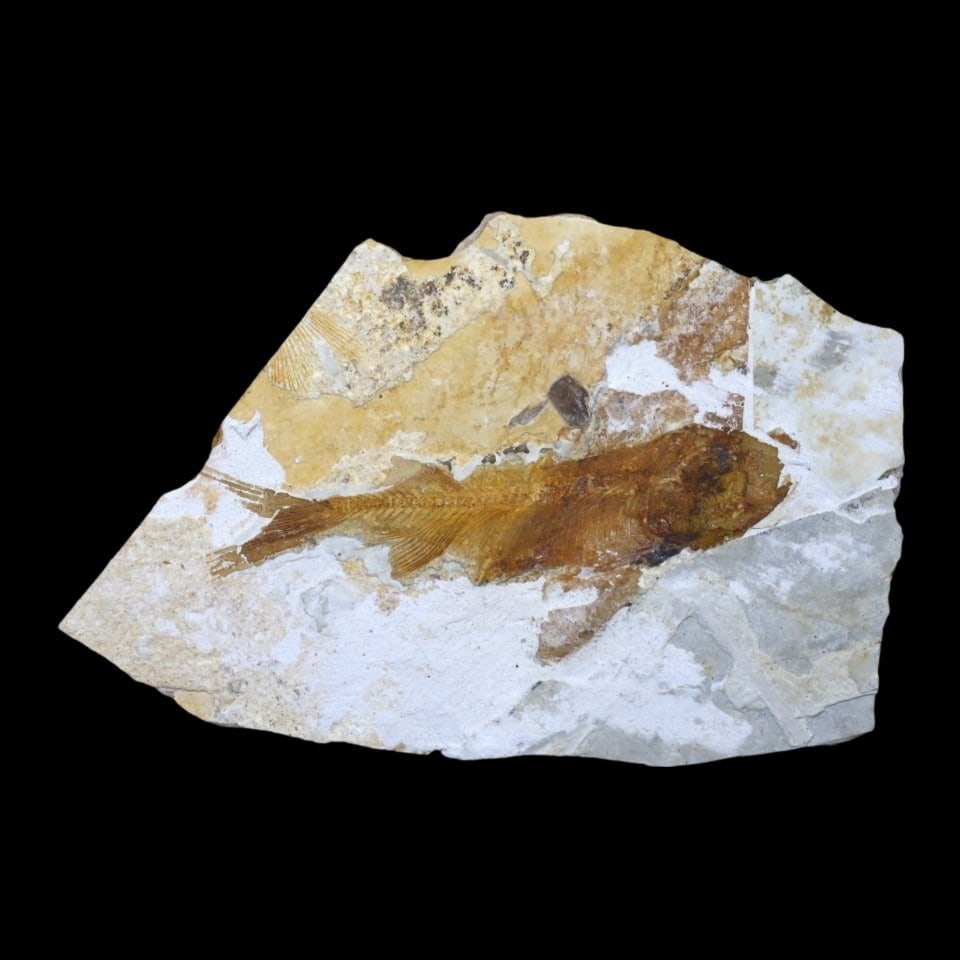 An Prehistoric Paleolithic Fossil Fish Fossil on Stone Plaque, c. 300,000-10,000 BCE (1 of 1)