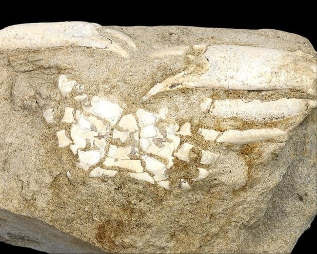 Fossilized Crab in stone - Galene sp. (Arthropod): This fossilized crab stone belongs to the species Galene sp., an arthropod from the Pliocene Age, approximately 3 million years old. Originating from the Bodjong Formation in Western Java, Indonesia, 