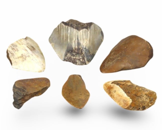 Lot of 6 Megalodon Shark Fossil Teeth, Pre-Historic Tools: This collection features a lot of 6 authentic fossilized teeth from the Megalodon shark, showcasing their age and natural history. Originating not from the sea but from caves in Southeast Asia, these