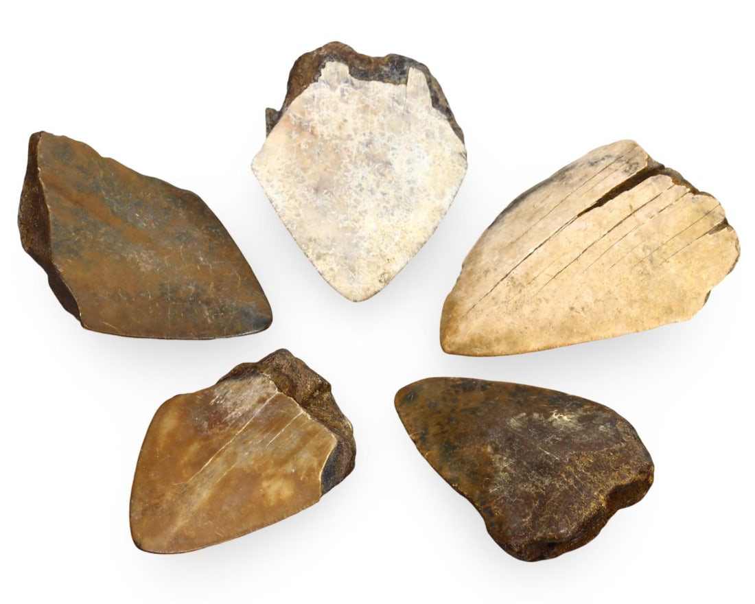 Lot of Megalodon Shark Fossil Teeth, Pre-Historic Tools: This collection features a lot of 6 authentic fossilized teeth from the Megalodon shark, showcasing their age and natural history. Originating not from the sea but from caves in Southeast Asia, these