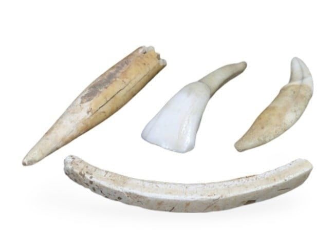 Lot of 4 Norse Viking Mythology Wolf Teeth & Fangs, 19th Century: This captivating lot features 3 genuine wolf teeth and fangs, dating from the 19th century and steeped in Norse mythology. Symbolizing strength and courage in Norse culture, these artifacts provide a 